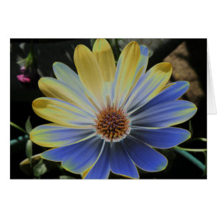 African Daisy Lapis and Gold Greeting Card