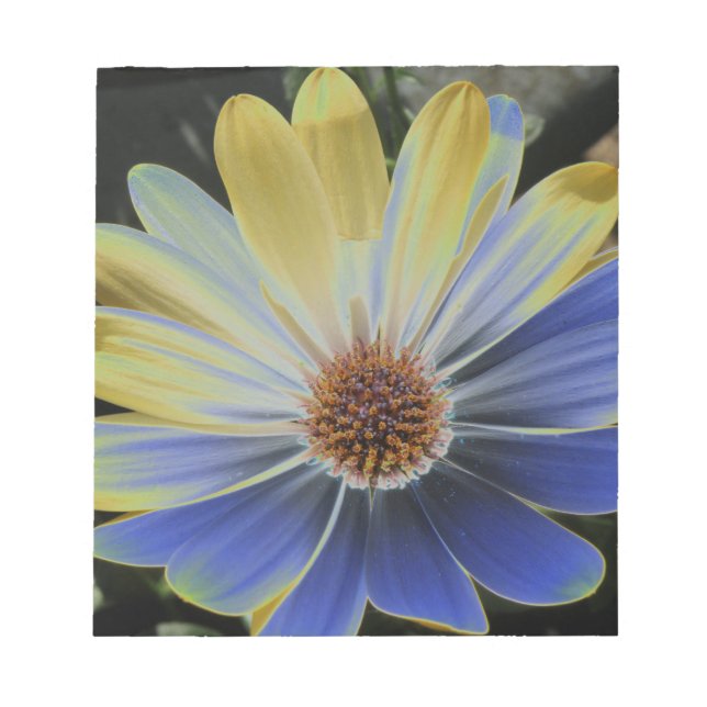 African Daisy Lapis and Gold Notepad (Front)
