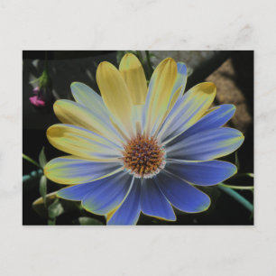 African Daisy Lapis and Gold Postcard