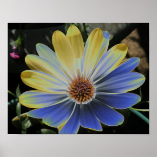 African Daisy Lapis and Gold Print