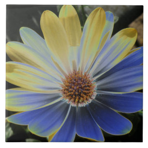 African Daisy Lapis and Gold Tile