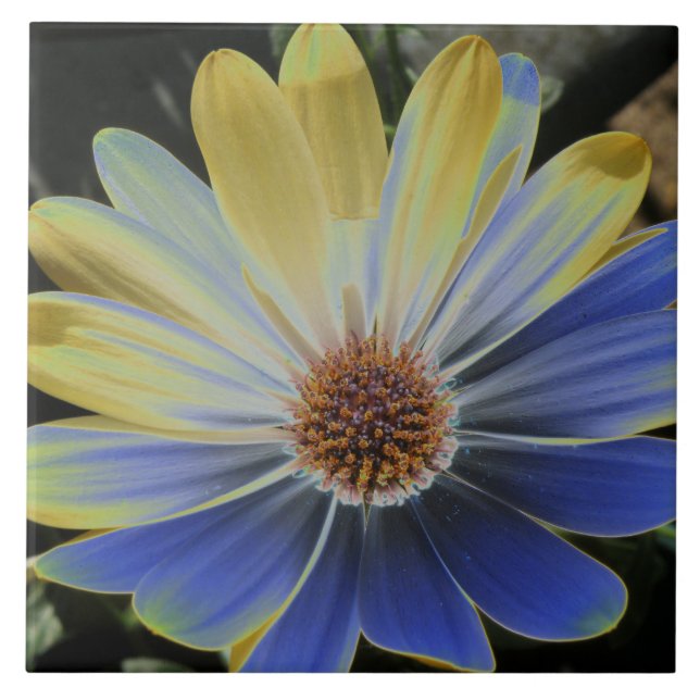 African Daisy Lapis and Gold Tile (Front)