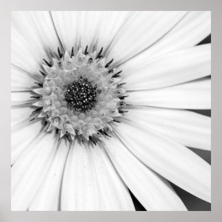 African Daisy Monochrome Floral Poster