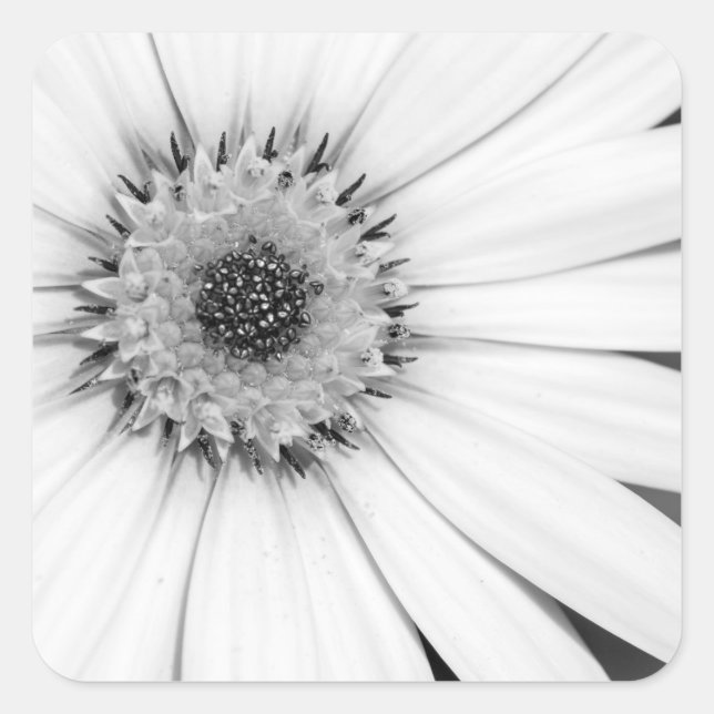 African Daisy Monochrome Floral Square Sticker (Front)