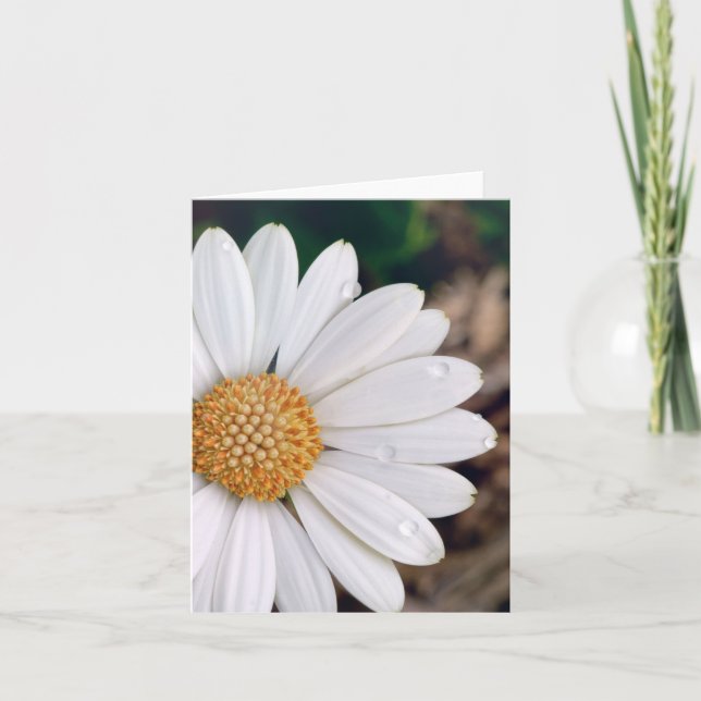 African Daisy Notecard (Front)