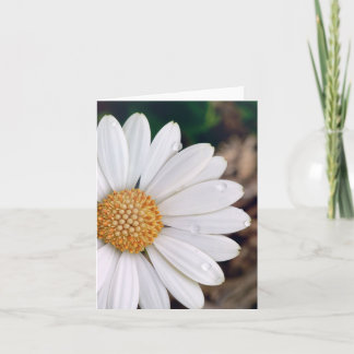 African Daisy Notecard
