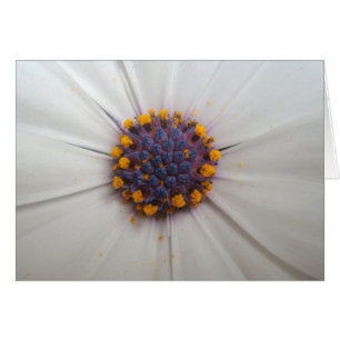 African Daisy Photography