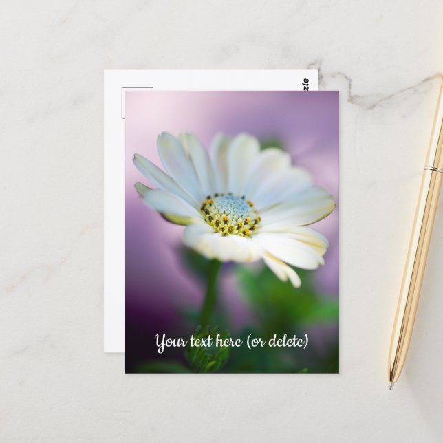 African Daisy Postcard (Front/Back In Situ)