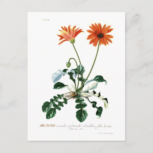 African Daisy Postcard (Front)