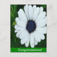 African Daisy