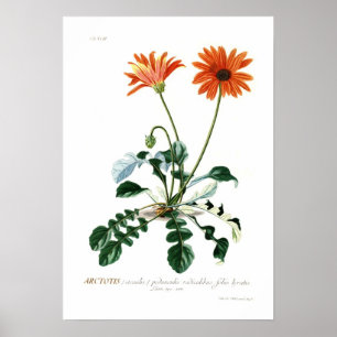 African Daisy Poster