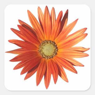 African Daisy Square Sticker