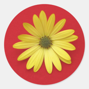 African Daisy Sticker