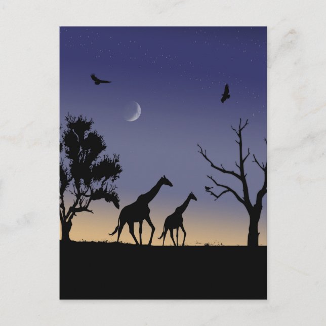 African dawn - giraffes postcard (Front)