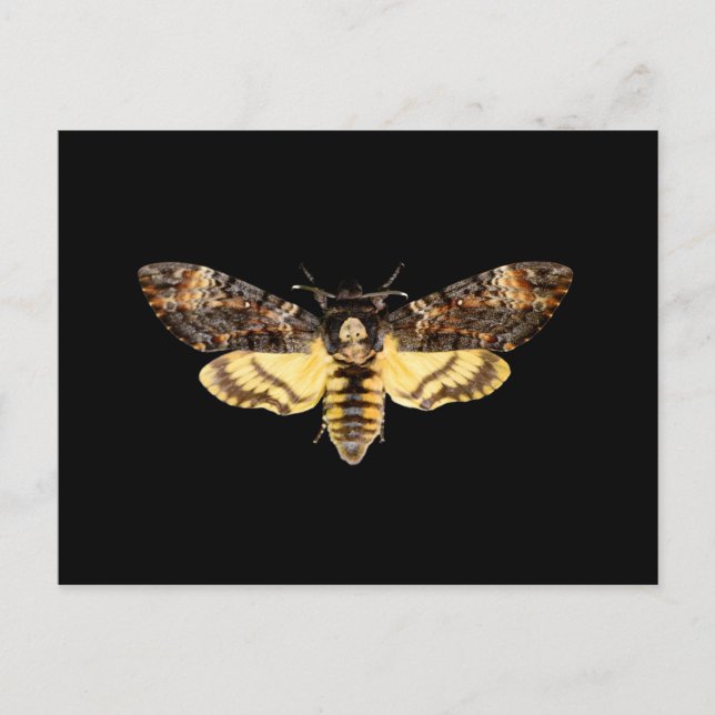 african death head hawkmoth moth butterfly insect  postcard (Front)