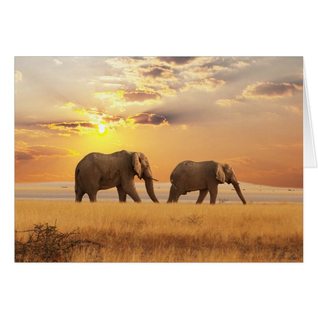 African Elephant (Front Horizontal)