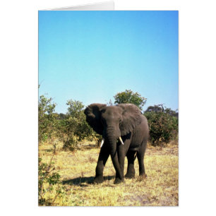 African Elephant