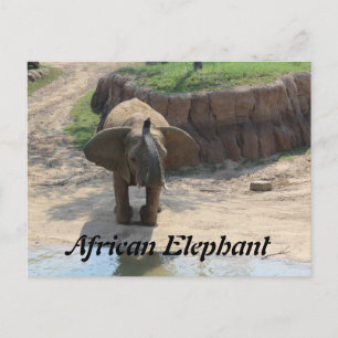 African Elephant # 6 Postcard