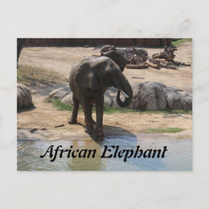African Elephant # 7 Postcard