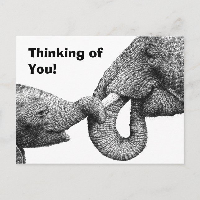 African Elephant and Calf Postcard (Front)