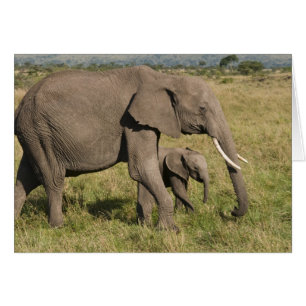 African Elephant and cub (Loxodonta africana),