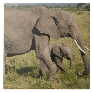 African Elephant and cub (Loxodonta africana), Tile