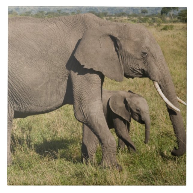 African Elephant and cub (Loxodonta africana), Tile (Front)