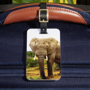 African Elephant Bull Luggage Tag