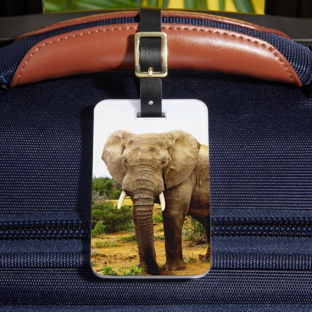 African Elephant Bull Luggage Tag (Front Insitu 2)