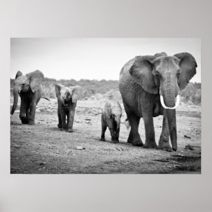 African Elephant & Calves Kenya, Africa Poster