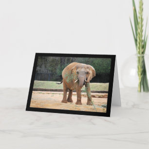 African Elephant Eating Card