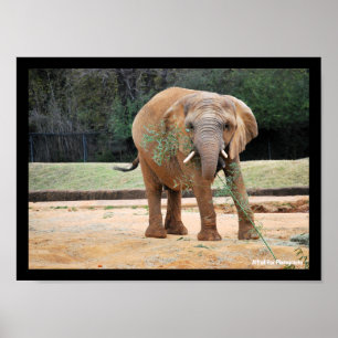 African Elephant Eating Poster