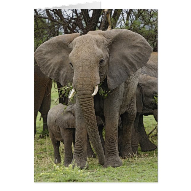 African Elephant | Herd (Front)