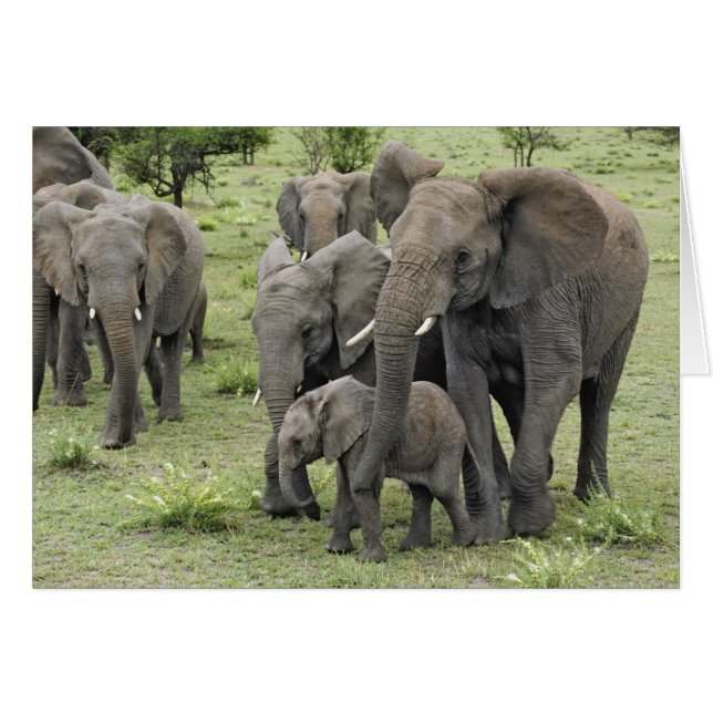 African Elephant Herd (Front Horizontal)
