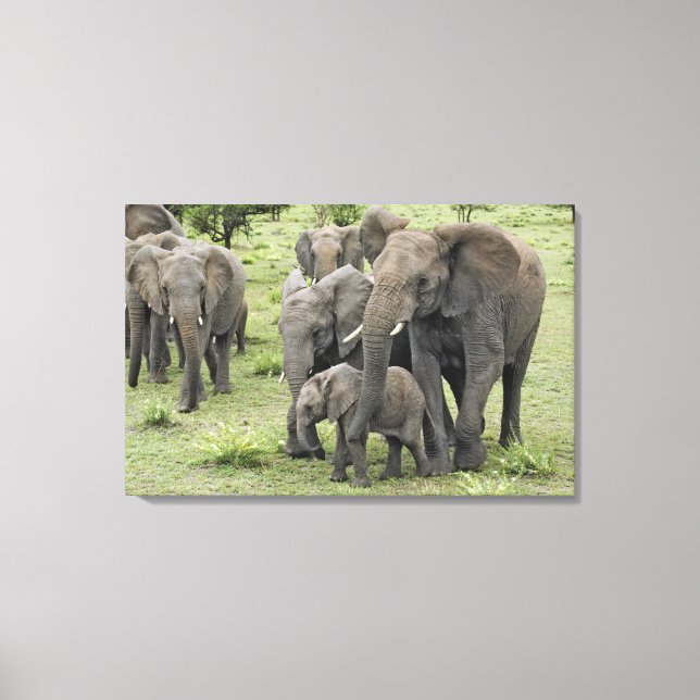 African Elephant Herd Canvas Print (Front)