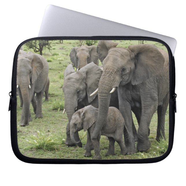 African Elephant herd, Loxodonta africana, 2 Laptop Sleeve (Front)