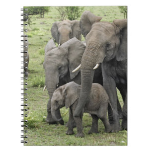 African Elephant herd, Loxodonta africana, 2 Notebook