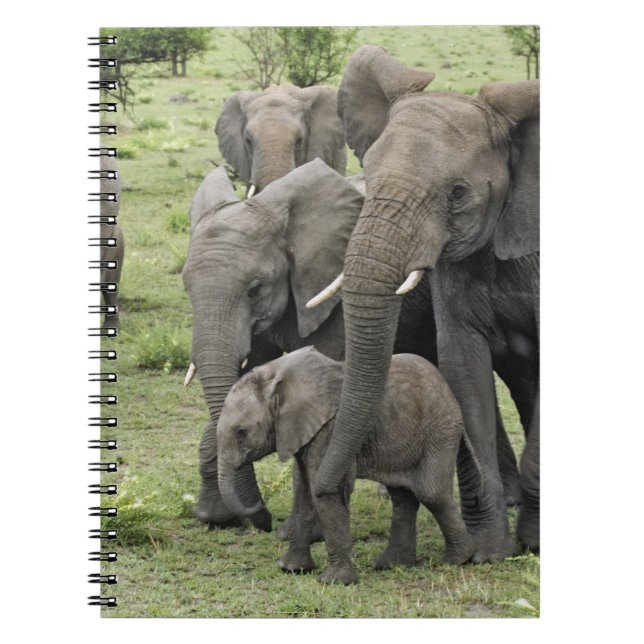 African Elephant herd, Loxodonta africana, 2 Notebook (Front)