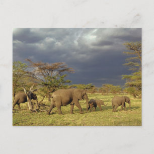 African Elephant herd, Loxodonta africana, Postcard
