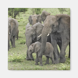 African Elephant Herd Magnet