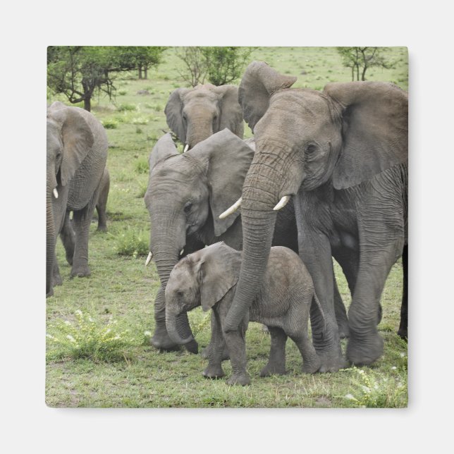 African Elephant Herd Magnet (Front)