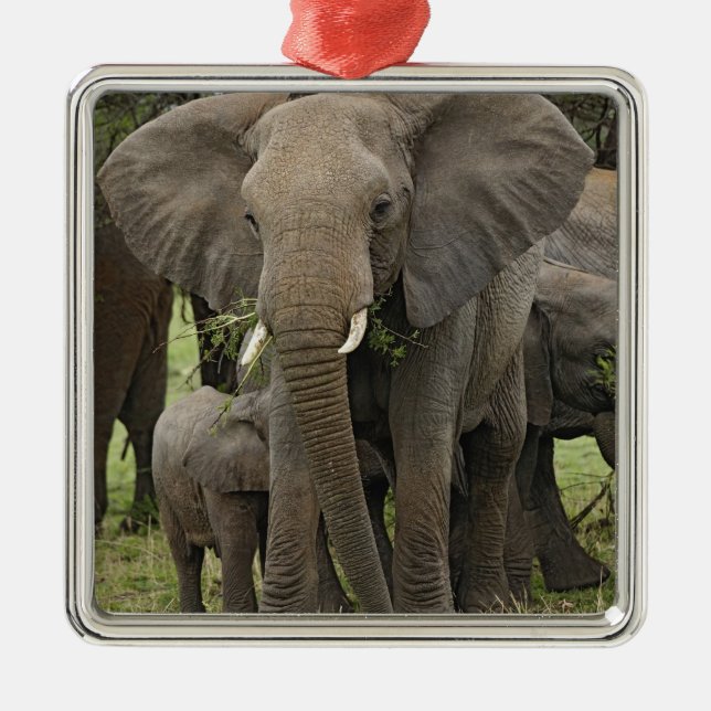 African Elephant | Herd Metal Tree Decoration (Front)