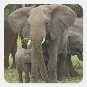 African Elephant Herd Square Sticker