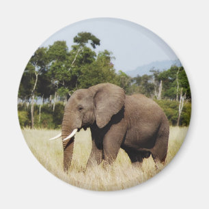 African Elephant in Masai Mara, Kenya magnet