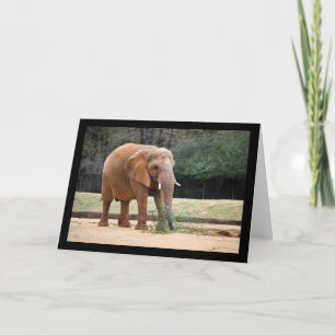 African Elephant in Park Card