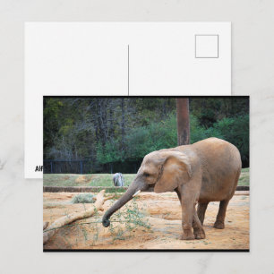 African Elephant in Park Portrait Postcard