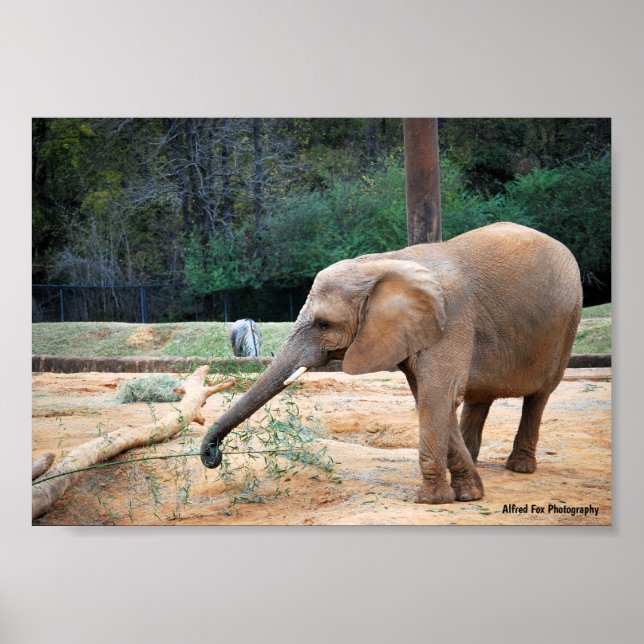 African Elephant in Park Portrait Poster (Front)