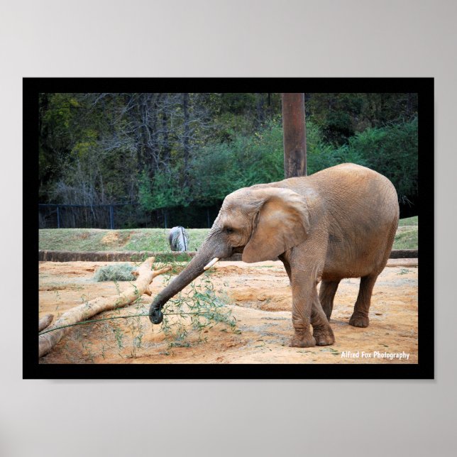 African Elephant in Park Portrait Poster (Front)
