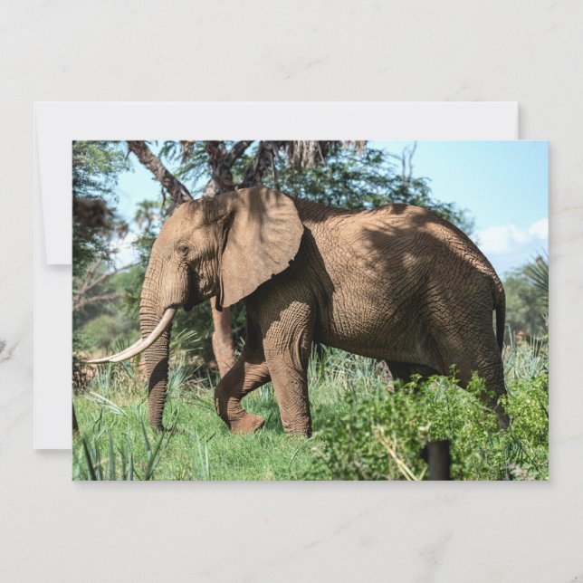 African Elephant in the Safari (Front)