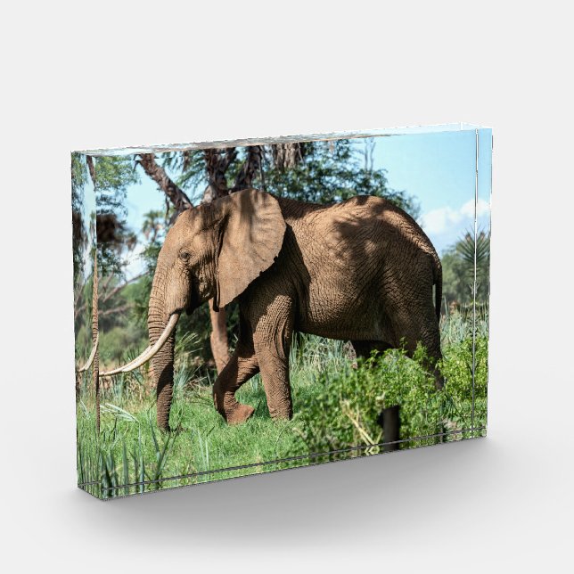 African Elephant in the Safari Photo Block (Left)